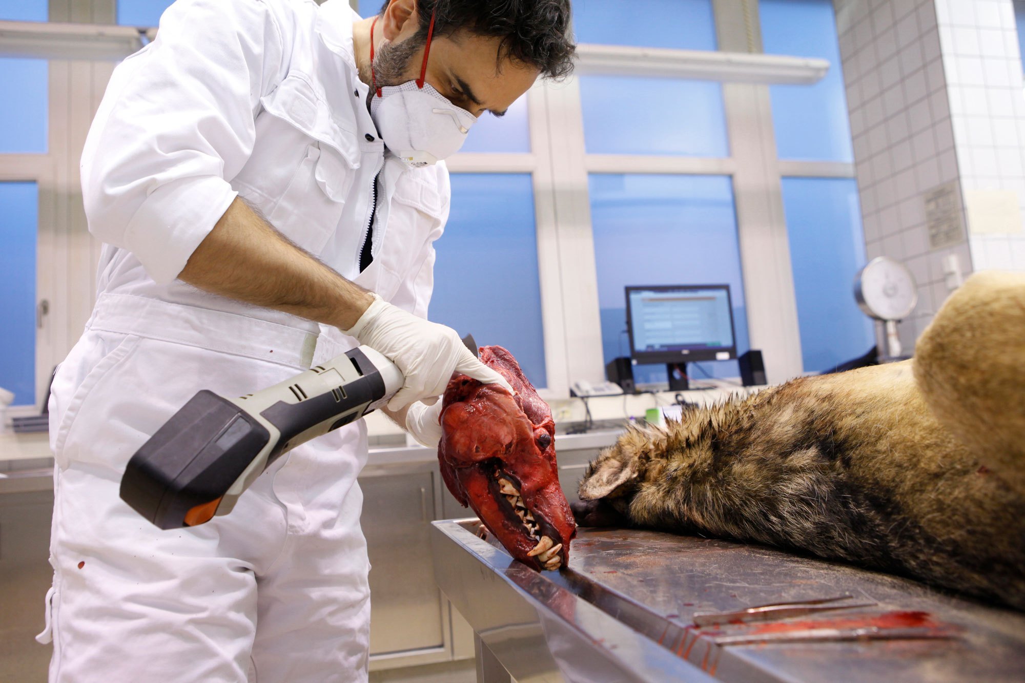 Dode wolven dienen de wetenschap